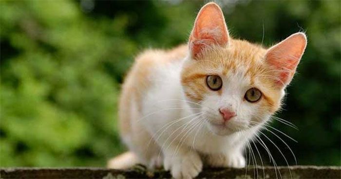 Ảnh minh họa (Nguồn: Internet) - ảnh 1