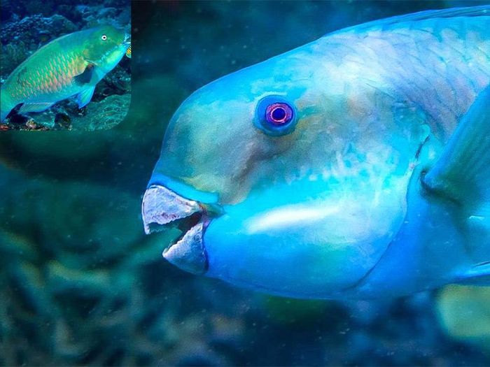 Cá vẹt có tên gọi nhờ vào hình dạng đặc trưng của miệng và hàm - hình ảnh 1