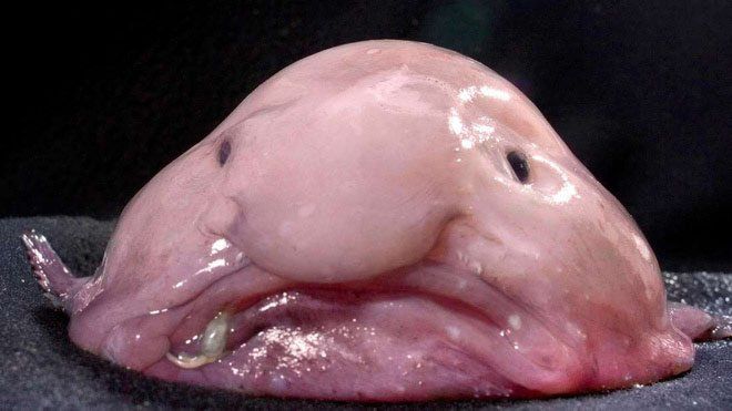 Cá Blob có hình dạng giống như thạch - hình ảnh 1