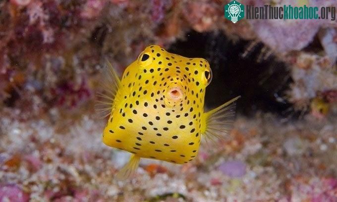 Loài cá này có hình dạng giống như một chiếc hộp - hình ảnh 1