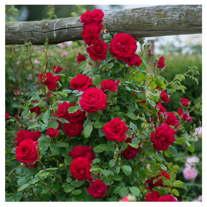 Ảnh minh họa (Nguồn internet) hình 1