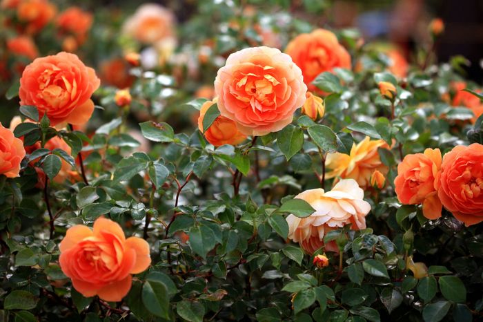 Minh họa (Nguồn từ internet) hình 1