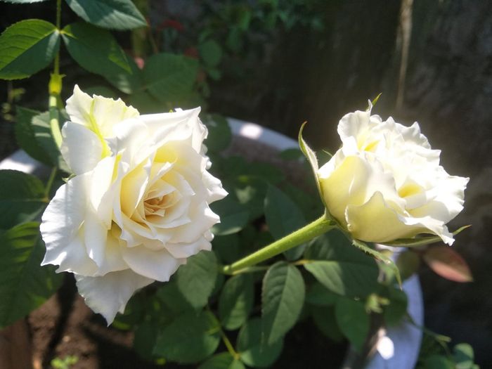 Ảnh minh họa (Nguồn internet) hình 1