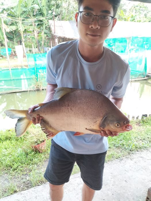 Hình ảnh về khu câu cá giải trí Út Phương 2