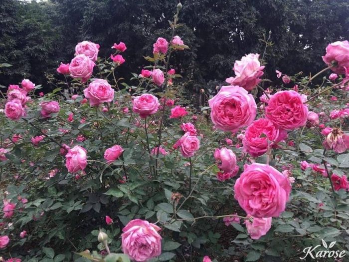 Ảnh minh họa (Nguồn: Internet) hình 1