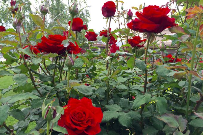 Ảnh minh họa (Nguồn: Internet) hình 1