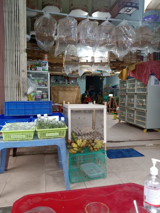 Hình ảnh 2 của Chim Cảnh Hoà Bình