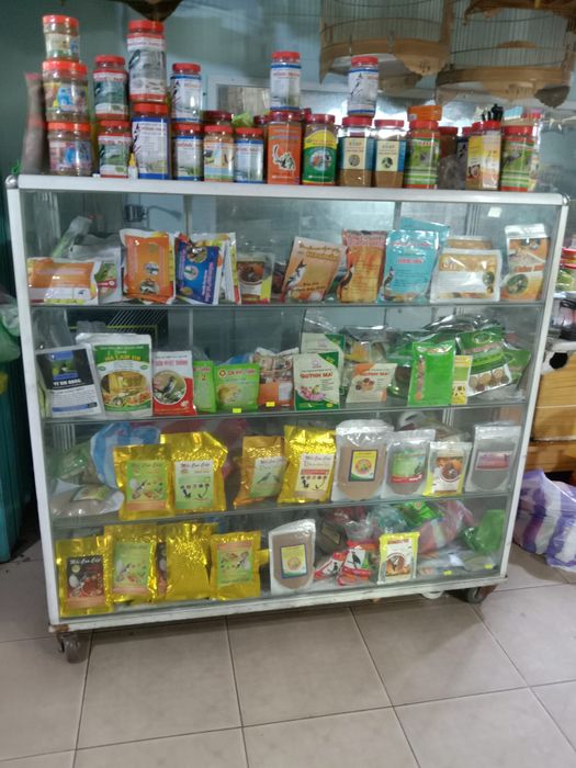 Hình ảnh 1 của Chim Cảnh Hoà Bình
