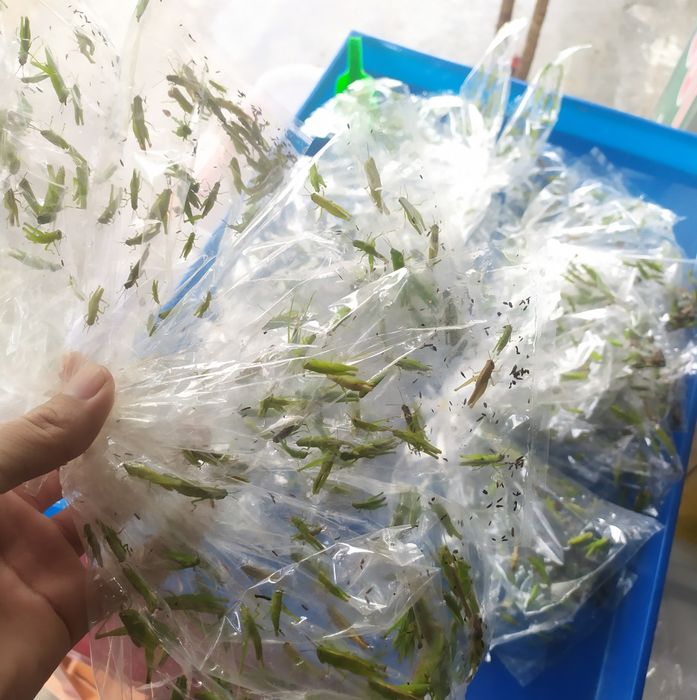 Hình ảnh cửa hàng Chim Cảnh Nguyên Linh - 2