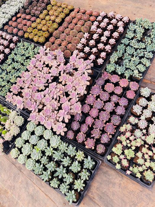 Đà Lạt Succulent Garden - Ảnh 2