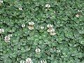 Hoa của cây cỏ ba lá trắng (Trifolium repens)