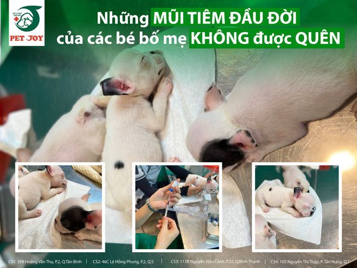 Hình ảnh 2 tại Phòng Khám Thú Y Pet Joy