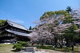 Hoa anh đào nở rộ trong khuôn viên chùa Negoro-ji tại thành phố Iwade, tỉnh Wakayama.