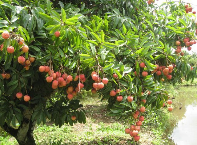 Mùa vải nhà em lúc nào cũng đầy ắp quả, từng chùm chồng chất nhau, trĩu cả cành ảnh 1