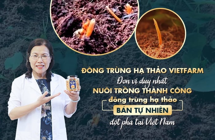 Hình ảnh 2 Đông Trùng Hạ Thảo Vietfarm