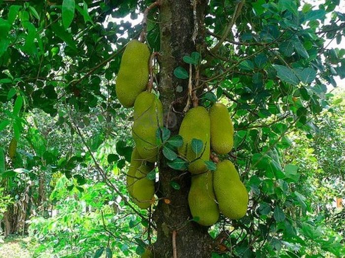 Khi chín, vỏ mít chuyển sang màu sáng hơn, dù bên ngoài vỏ mít sần sùi và đầy gai, bên trong lại cực kỳ thơm ngon. ảnh 1