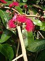 Hoa của cây roi hoa đỏ