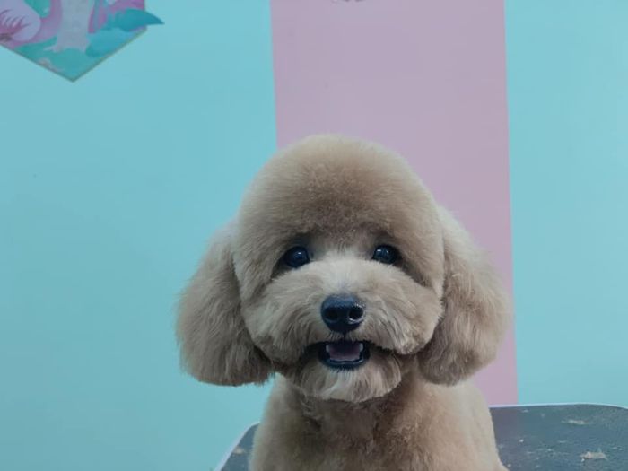 TINI PET Hình 1