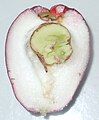 Mặt cắt ngang của quả roi chín