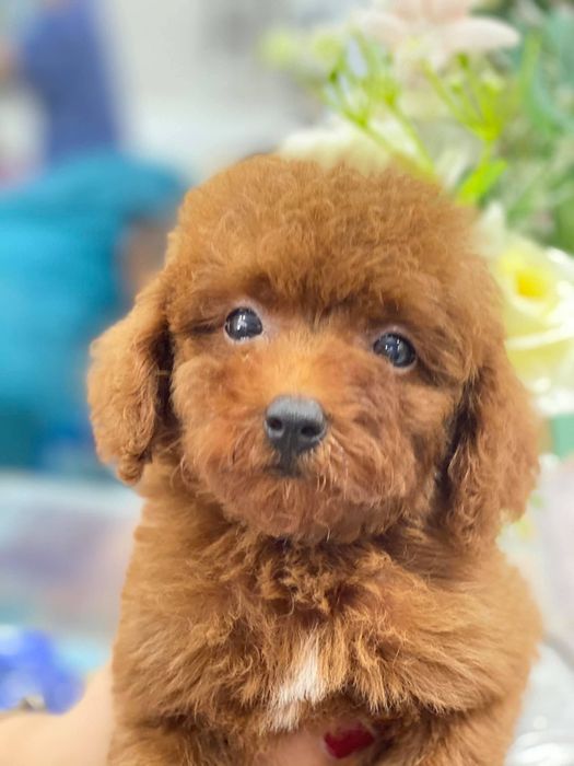 Pet Mini Shop Quảng Ngãi Hình 3