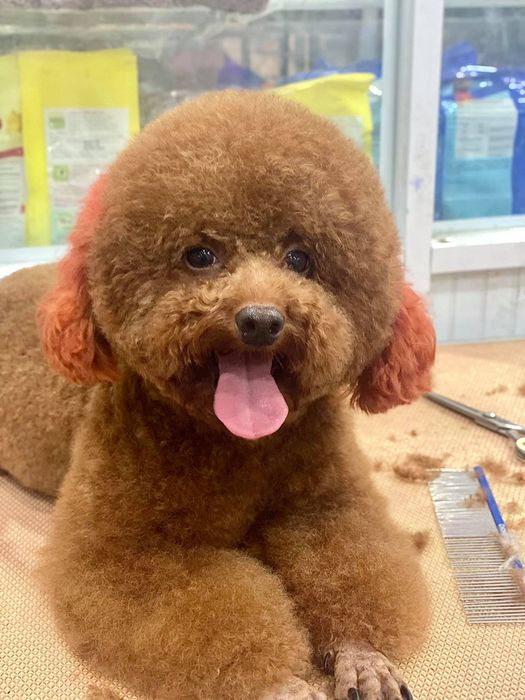 Pet Mini Shop Quảng Ngãi Hình 1