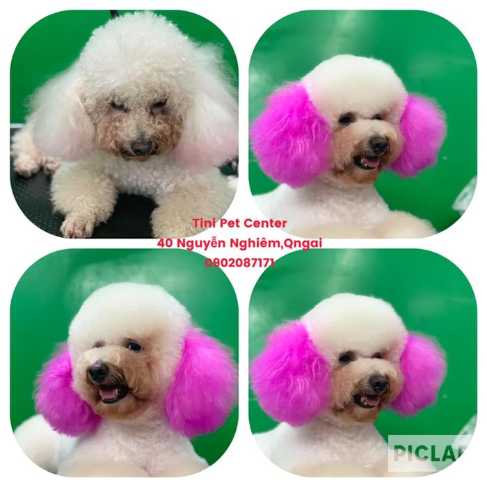LuLu Pet Shop Hình 3