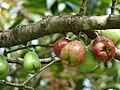 Quả roi hoa đỏ đang phát triển trên cây