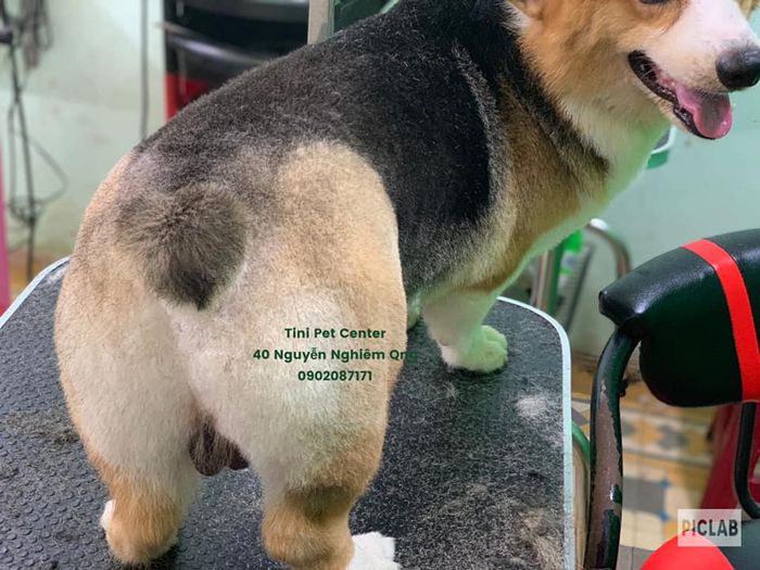 TINI PET Hình 2