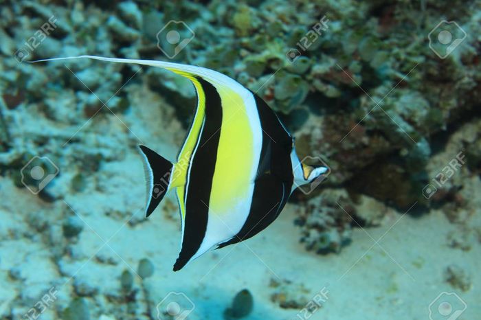 Moorish Idol nổi tiếng là loài cá biển khó nuôi nhất, như được thể hiện trong bức ảnh 1