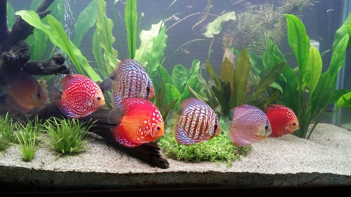 Cá dĩa (Discus Fish) sống tự nhiên tại lưu vực sông Amazon – ảnh 1