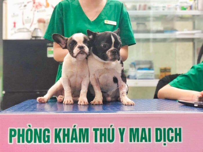 Phòng Khám Thú Y Mai Dịch hình ảnh 1