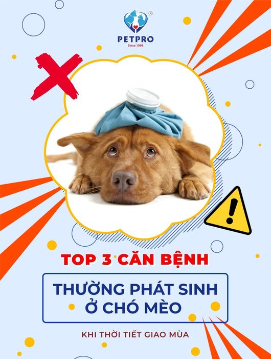 Hình ảnh Bệnh Viện Thú Y - PetPro 1