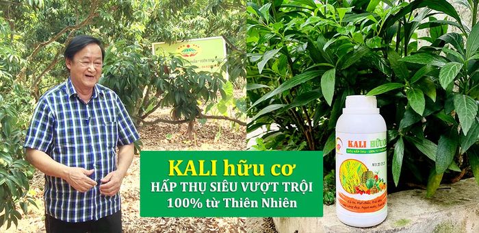 Phân bón KALI hữu cơ ảnh 2