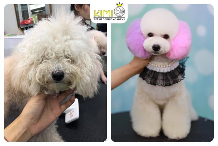 Kimi Pet - Thế Giới Thú Cưng hình ảnh 2