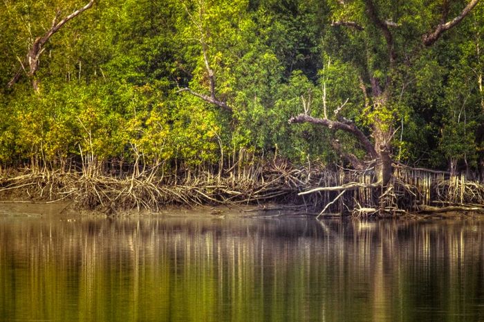 Cảnh cây ngập mặn tại rừng Sundarbans - Ảnh 1