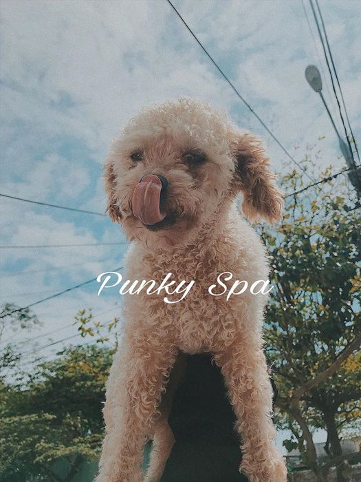 Hình ảnh PunKy Pets 1