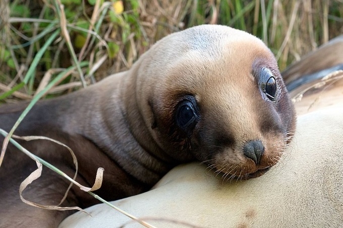 Sư tử biển ở New Zealand. Ảnh: Christina Karliczek/BBC ảnh 1