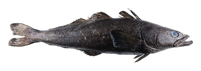 Cá toothfish ở Nam Cực có thể vượt qua vùng cực lạnh giá, như thể hiện trong ảnh 1