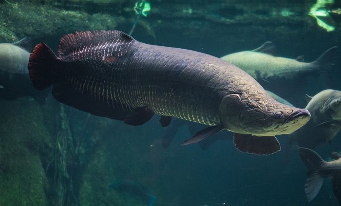 Arapaima là loài cá ăn thịt khổng lồ. ảnh 1