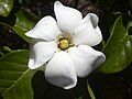 Gardenia brighamii - hoa