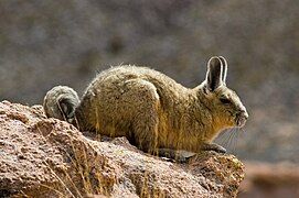 Vizcacha Bolivia