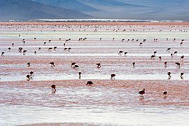 Chim hồng hạc Andean xuất hiện tại Laguna Colorada, nằm ở phía nam của Salar.