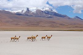 Những con vicuña gần Salar De Uyuni, năm 2017.