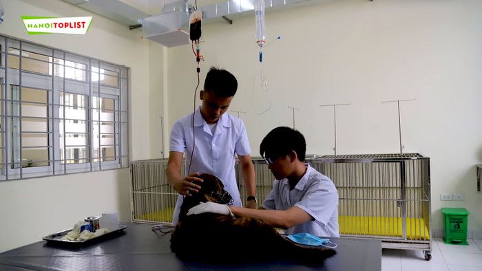 bac-si-thu-y-ha-noi-petcare