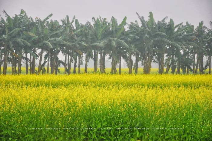 Canh-Dong-Hoa-Cai-Lon-Nhat-Ha-Noi-Vao-Cua-Mien-Phí 5