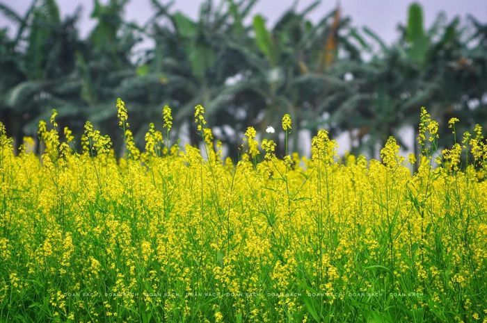 Canh-Dong-Hoa-Cai-Lon-Nhat-Ha-Noi-Vao-Cua-Mien-Phí 8