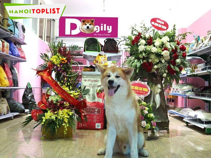 dogily-petshop-mua-cat-ve-sinh-cho-meo-tai-ha-noi-Mytour