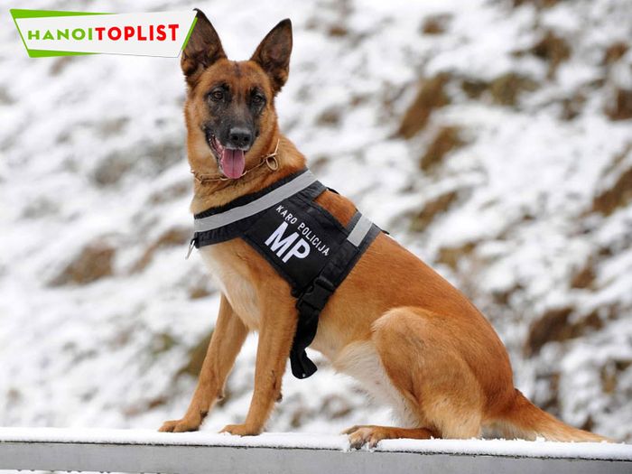 dogily-ban-cho-malinois-thuan-chung-tai-ha-noi-Mytour