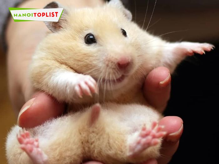 hamster-shop-244-kim-ma-shop-chuot-hamster-o-ha-noi-Mytour