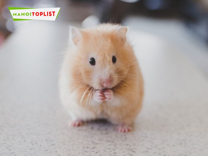 the-hamster-shop-mua-chuot-hamster-Mytour